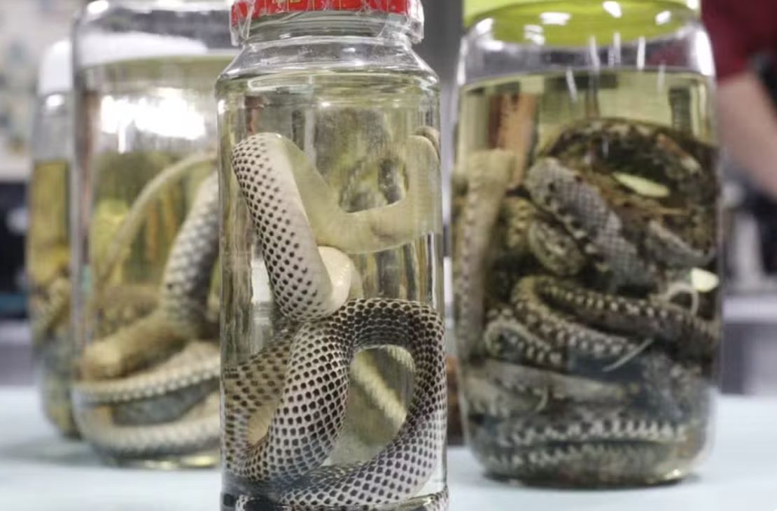Mais de mil casos de acidentes com animais peçonhentos registrados no Amazonas