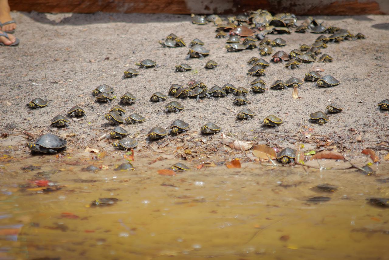 Soltura de 155 quelônios reforça preservação ambiental em Parintins