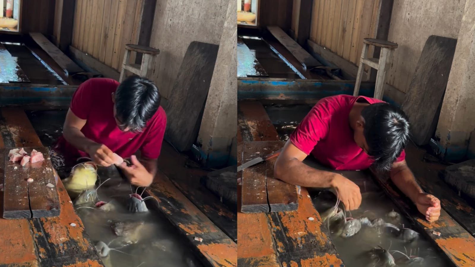 'Encantador de Peixes': Fenômeno viral em rio no Amazonas