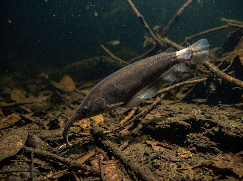 Nova espécie de peixe elétrico descoberta no Rio Tefé
