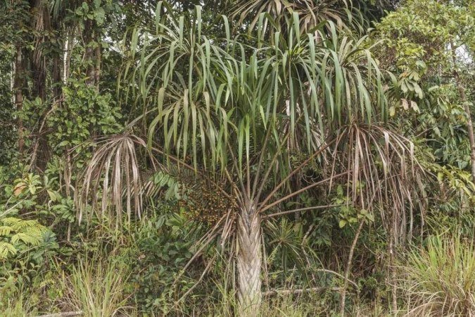 Nova espécie de palmeira é descoberta na Amazônia