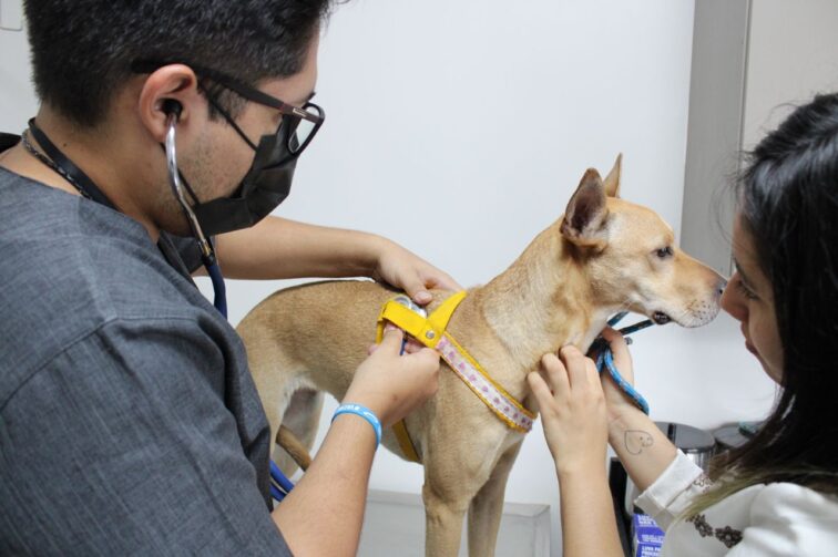 ‘Castramóvel’ realiza primeiros atendimentos em animais em Autazes