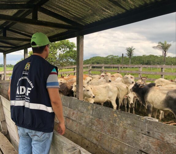 Adaf encerra inquérito sorológico em bovinos e descarta circulação viral da febre aftosa no Amazonas