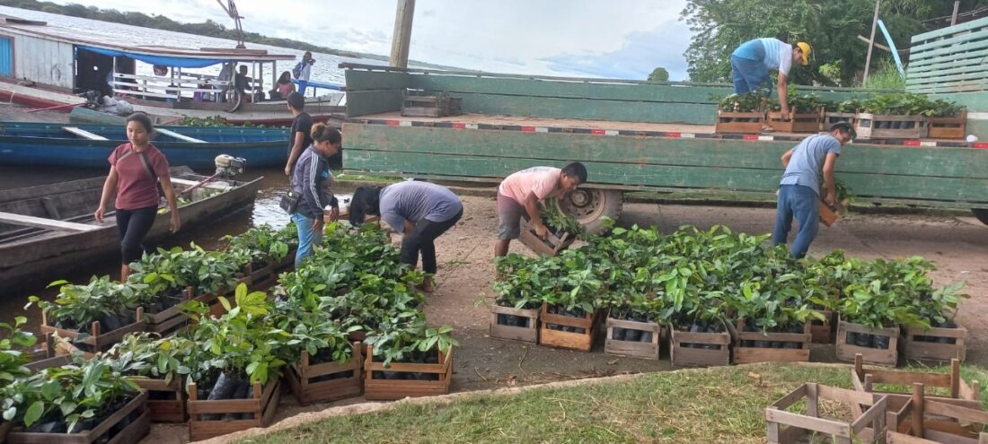 Parceria entre Idam e empresa de bebidas fomenta cultivo de guaraná em Maués