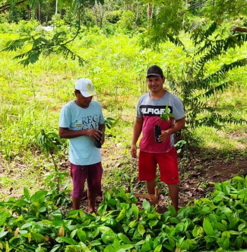 Em Urucurituba, Idam apoia produtores de cacau com demonstrações de plantio e entrega de mudas