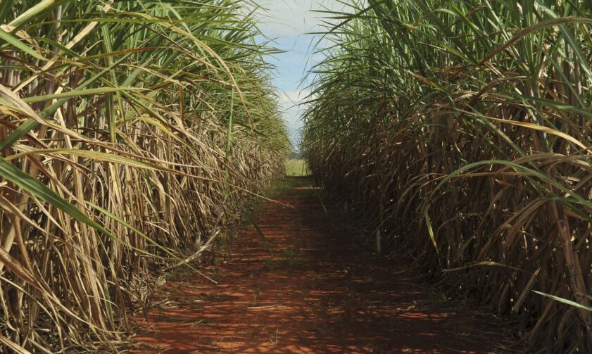 Pesquisadores descobrem compostos que inibem fungo que ataca canaviais