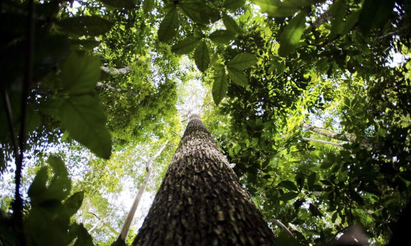 Amazônia terá sistema de dados sobre gases de efeito estufa