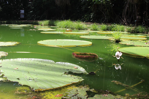 Musa é santuário para conhecer a flora amazônica no Dia da Árvore