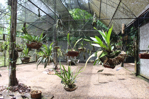 Musa é santuário para conhecer a flora amazônica no Dia da Árvore