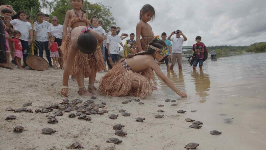 Quelônios são devolvidos à natureza na RDS Puranga Conquista