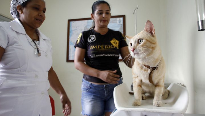 Centro de Zoonose abre agendamento trimestral para castração de cães e gatos