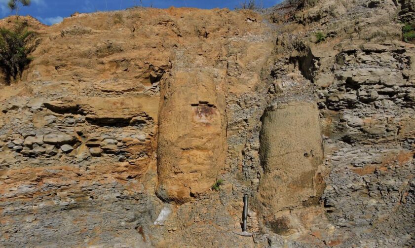 Pesquisadora descobre floresta fossilizada de 290 milhões de anos