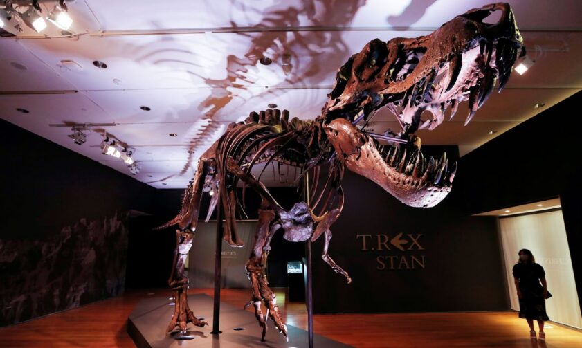 Cientistas defendem T. Rex como espécie única de tiranossauro poderoso