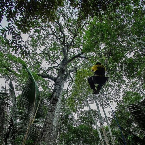 Hotel de Selva em Autazes permite a observação da floresta através da escalada em árvores