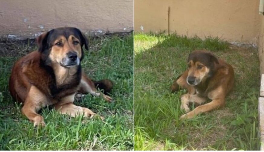 Cão espera por dias na porta de casa após ser abandonado por tutores, que se mudaram do endereço