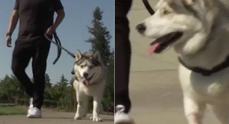 Cachorro enlouquece durante caminhada e tutor descobre que animal ingeriu droga pesada