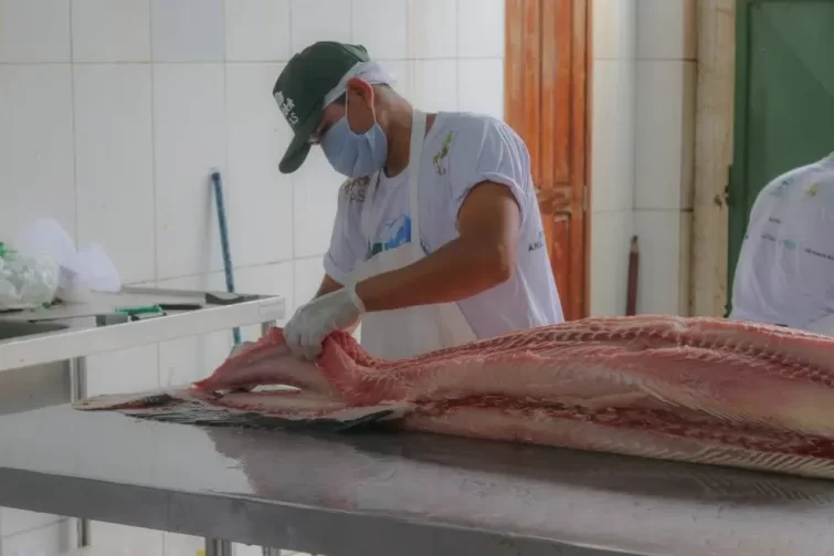 Cinco toneladas de peixe estarão à venda durante a Feira do Pirarucu da FAS neste fim de semana