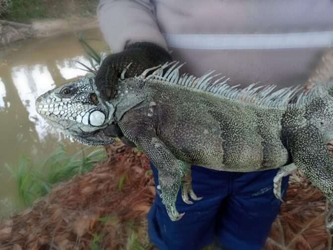 Mais de 30 animais silvestres são resgatados em obra e devolvidos a natureza