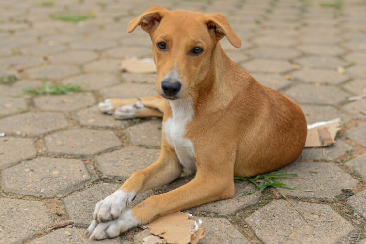 Secretaria de Proteção e Bem Estar Animal realiza castração gratuita em Ji-Paraná