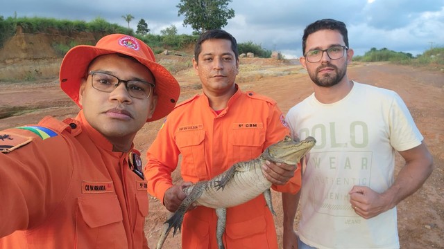 Filhote de jacaré é retirado de lago  e devolvido ao seu habitat natural