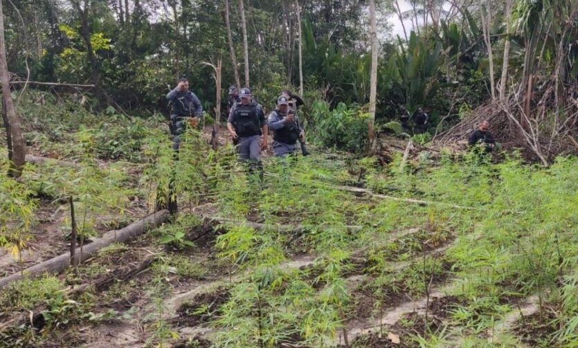 Operação da SSP-AM destrói plantação de maconha em Autazes
