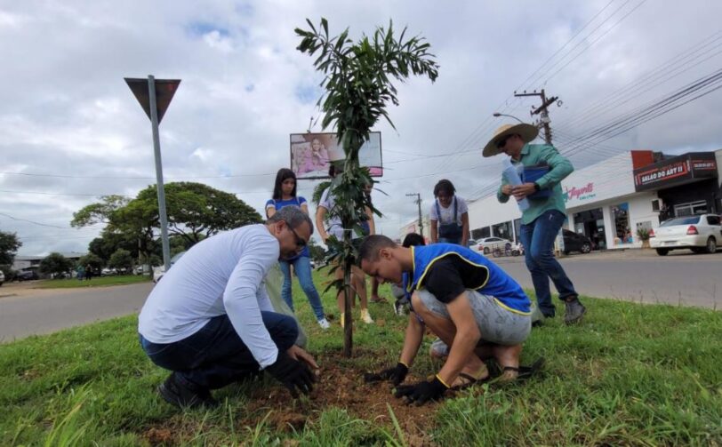 Mais de 500 mudas de palmeiras são plantadas nos canteiros da Avenida Tancredo Neves, em Ariquemes