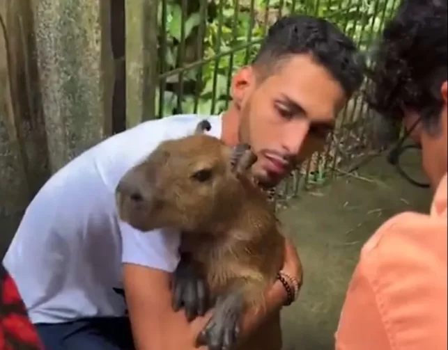 Capivara Filó é devolvida para Agenor Tupinambá após decisão judicial