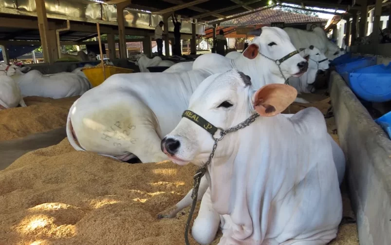 Feira de agronegócio é confirmada em Ariquemes para julho e agosto