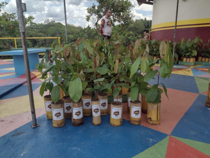 Distribuição de mudas de Cupuaçu promove cuidado ambiental e desenvolvimento sustentável