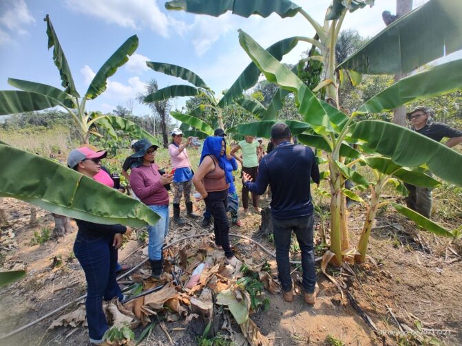 Agricultores de Autazes participam de capacitação visando o cultivo sustentável da banana