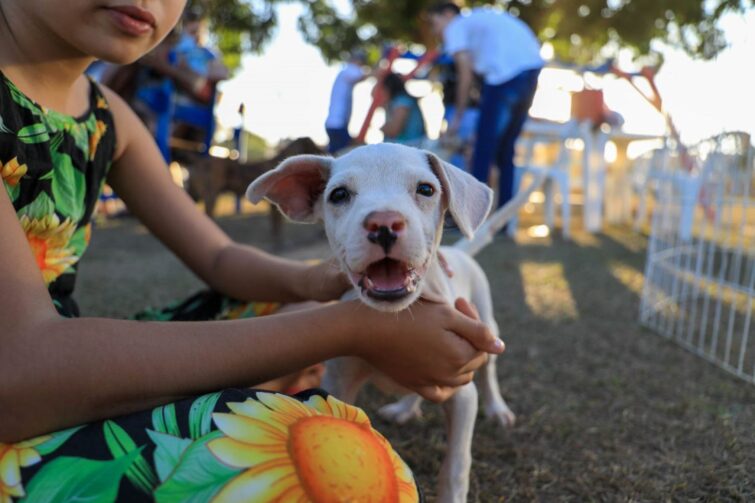 Animais são adotados, castrados e vacinados durante feira em Ji-Paraná
