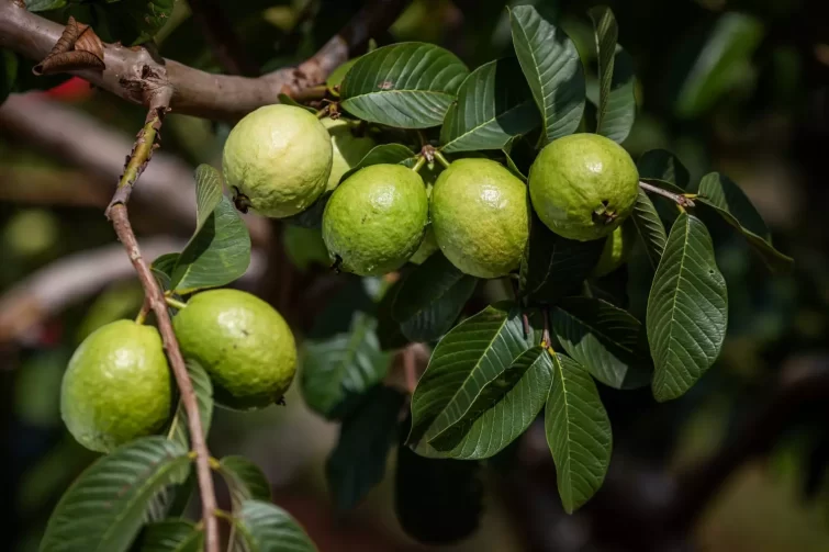 Técnicas sustentáveis impulsionam produção de goiaba na Fazenda Futuro em Manaquiri