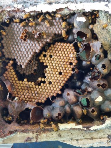 Mutirão de regularização ambiental para criadores de abelhas sem ferrão acontece em Rio Preto da Eva