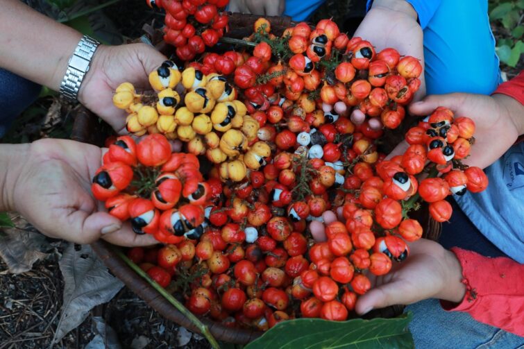 Workshop deve impulsionar cadeias produtivas como o do guaraná em Manacapuru