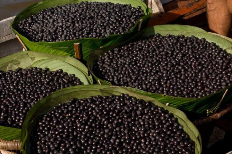 Conheça a tradicional Festa do Açaí, que acontece em Codajás