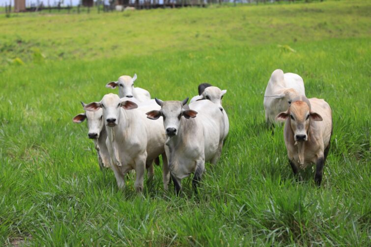 Órgão reforça importância da vacinação contra raiva em herbívoros no município de Careiro