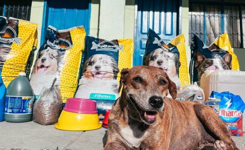 Conheça a Associação de Amigos dos Animais de Ariquemes (Asamar) e saiba como apoiar