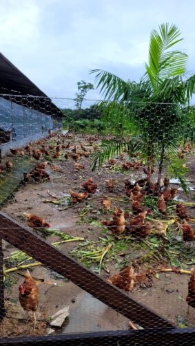 Chácara Barreto: uma nova experiência em agricultura sustentável em Rio Preto da Eva