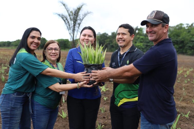 Mais de 12 mil mudas de curauá são plantadas para produção de fibras em comunidade de Itacoatiara