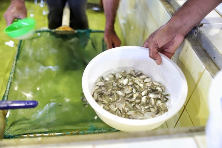 Mais de 200 mil alevinos de tambaqui são entregues a piscicultores de Codajás; órgão ampliará distribuição para outros municípios