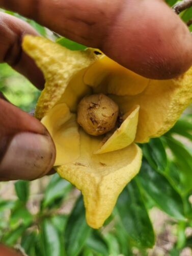 Plantação de graviola recebe polinização artificial em Manaquiri; atividade estimula a produção com frutos maiores