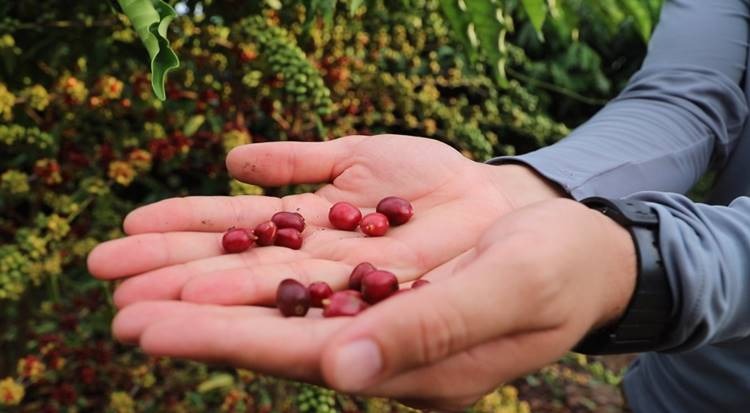 Curso de “Tecnologia de Manejo para o Café Robustas Amazônica” abre inscrições em Presidente Figueiredo