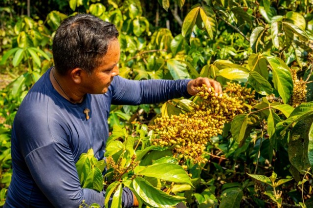 Tokenização em Maués: agricultura familiar revoluciona com inovação digital