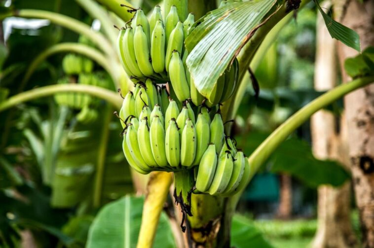 Agricultura sustentável: projeto beneficia produtores de banana e avicultores de Balbina em Presidente Figueiredo