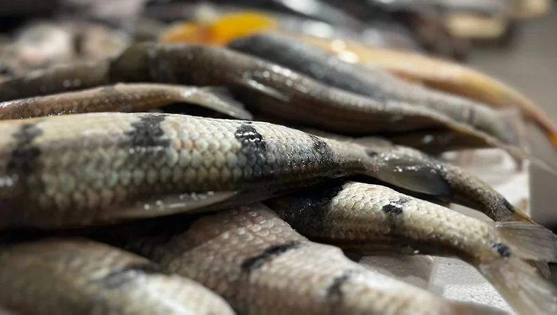 Semana Santa: Feira do Peixe terá mais de sete toneladas de pescado em Cruzeiro do Sul