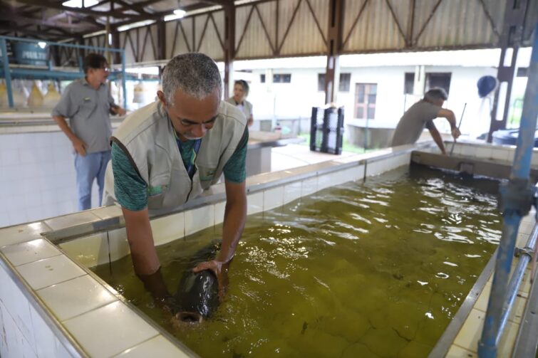 Mais de 20 piscicultores são beneficiados com entrega de alevinos em Careiro