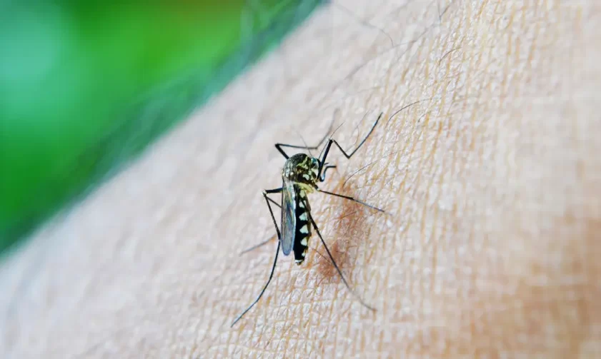 Conscientização e prevenção: a luta contra a dengue em Codajás