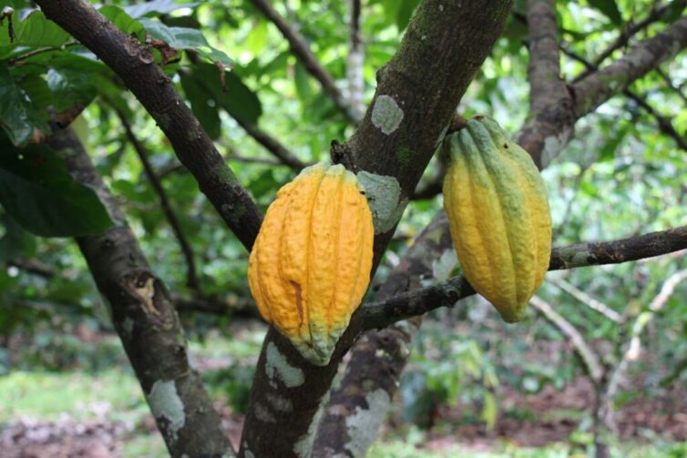 Agricultores de Coari serão beneficiados com a distribuição de sementes de Cacau para elevar a produção da fruta