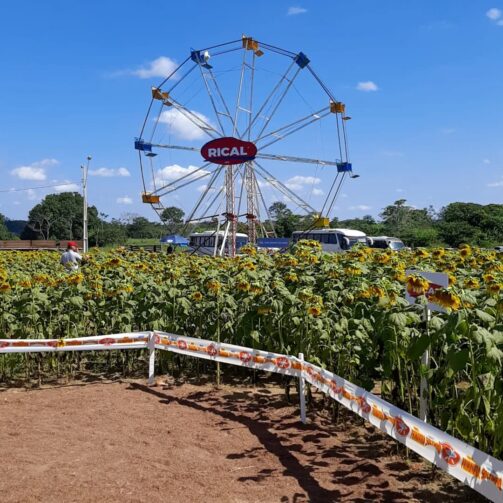 Campo de girassol é atração na 11ª Rondônia Rural Show em Ji-Paraná