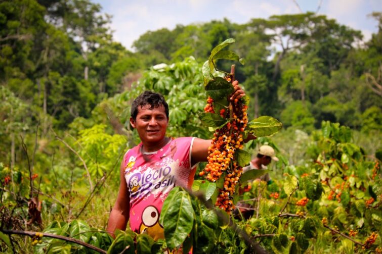 Lei aprovada concede título de Capital Estadual do Guaraná ao município de Maués